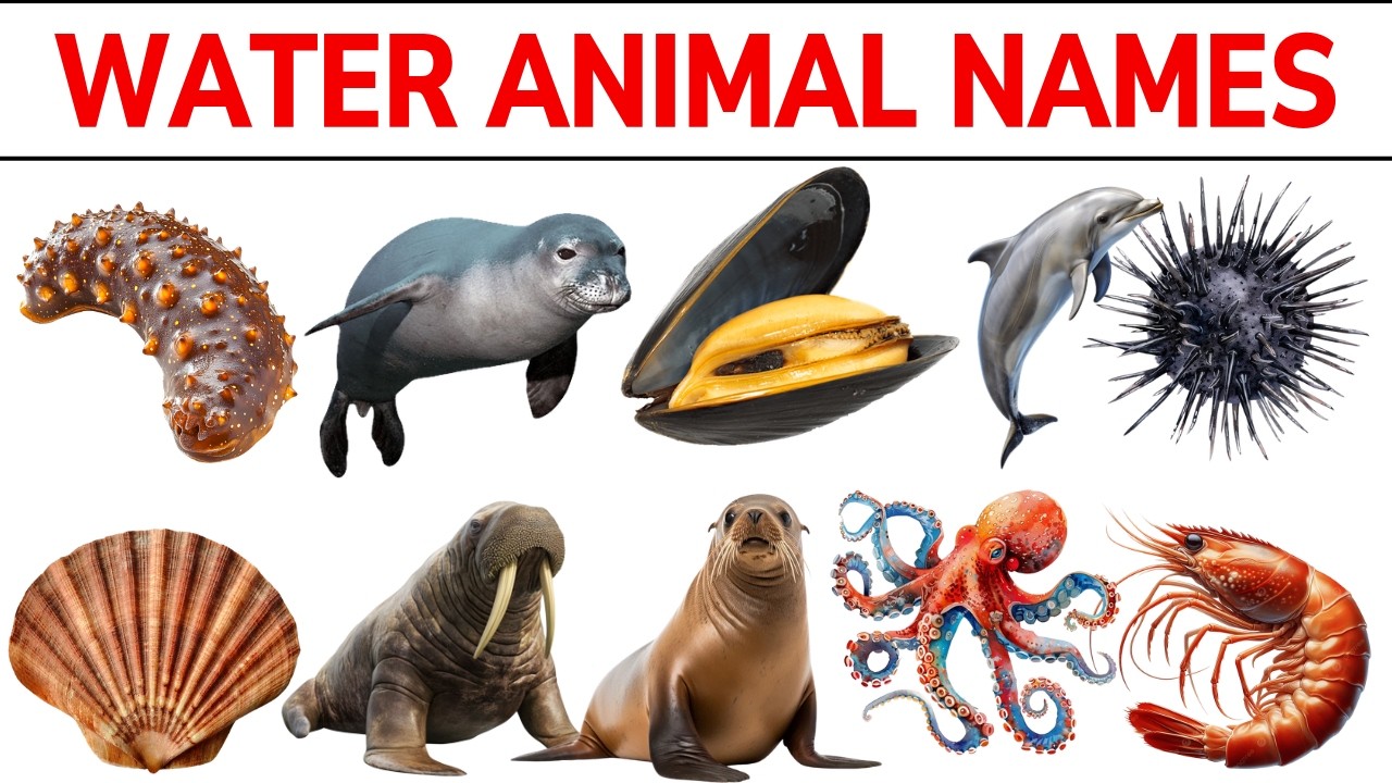 Water Animals Names in Hindi and English | Sea Animals for Kids