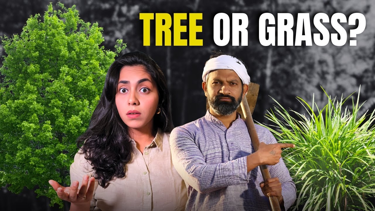Is Bamboo a Tree or Grass? The Truth Might Surprise You! | Let’s Talk Bamboo Ep. 7