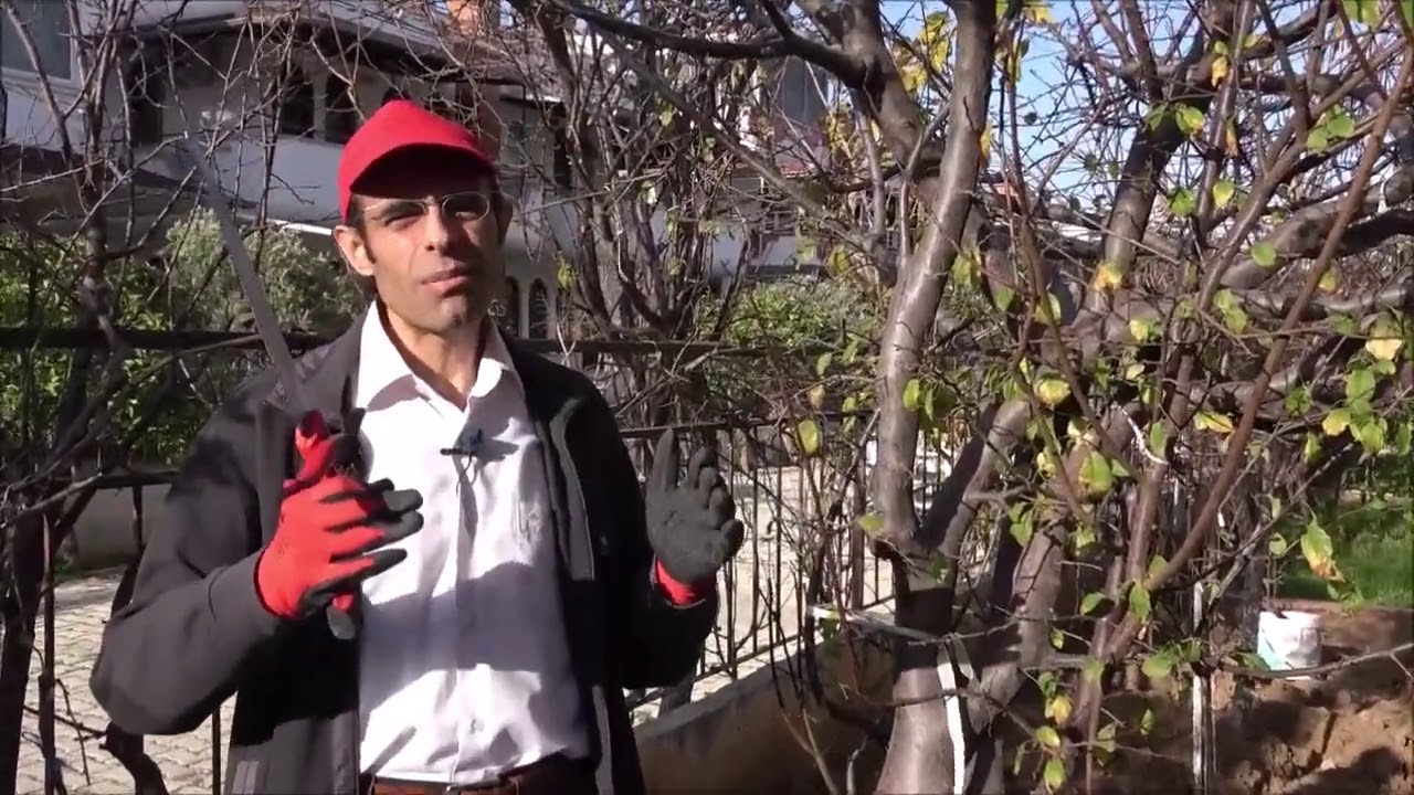 Daha Önce Hiç Budanmamış Bir Ağaç Nasıl Budanır?