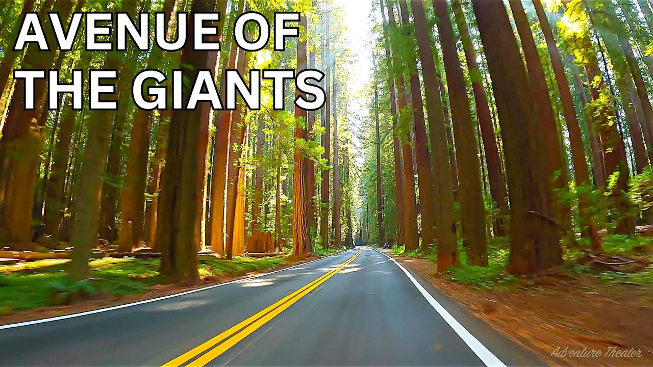 Avenue of the Giants 4K scenic drive | California