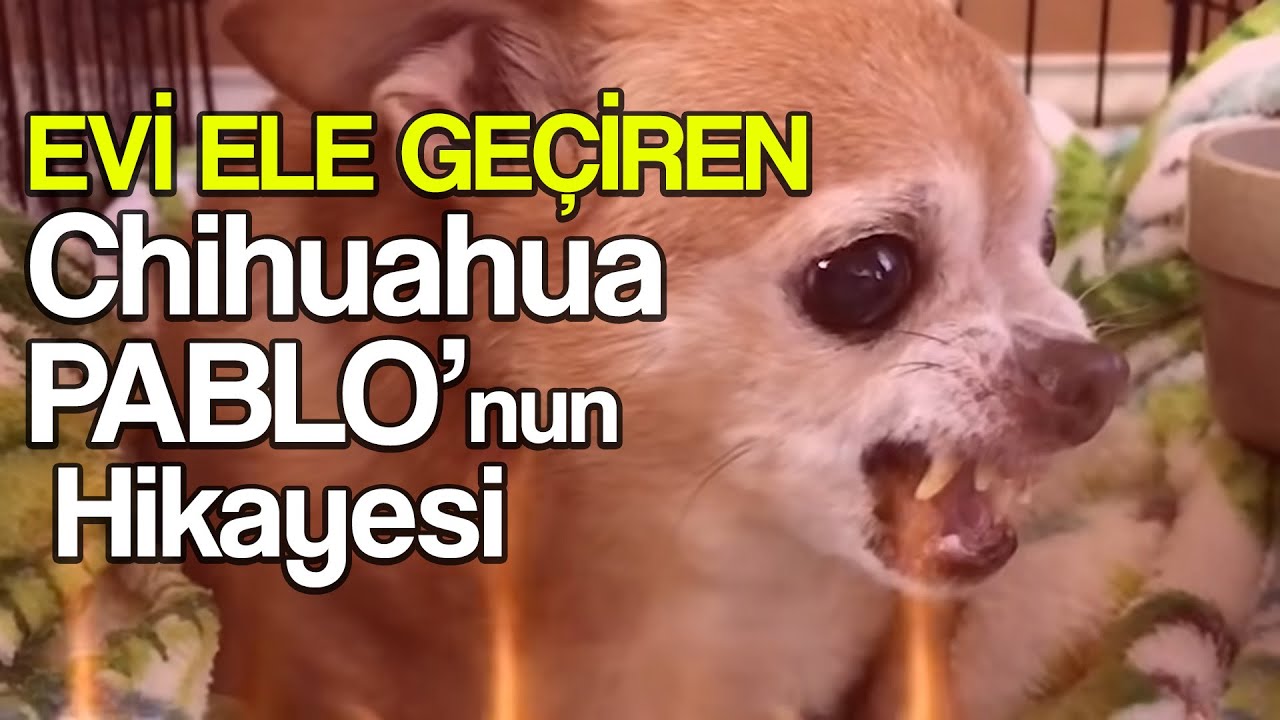 Sahiplerine posta koyan Chihuahua PABLO'nun hikayesi