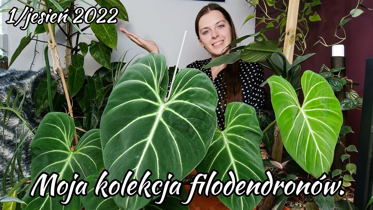 Jak dbam o filodendrony? Jesienny przegląd kolekcji 🌱 Część 1.