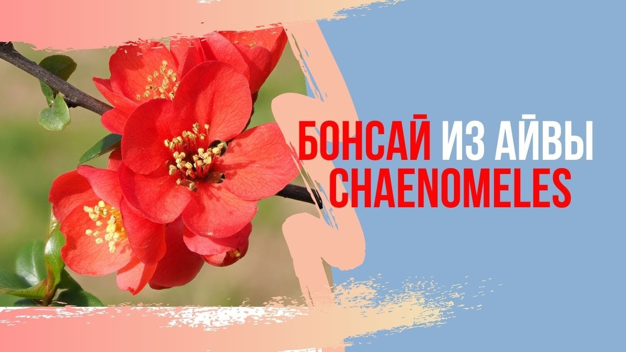 Бонсай хеномелес(Chaenomeles) Бонсай из айвы. Советы по уходу.