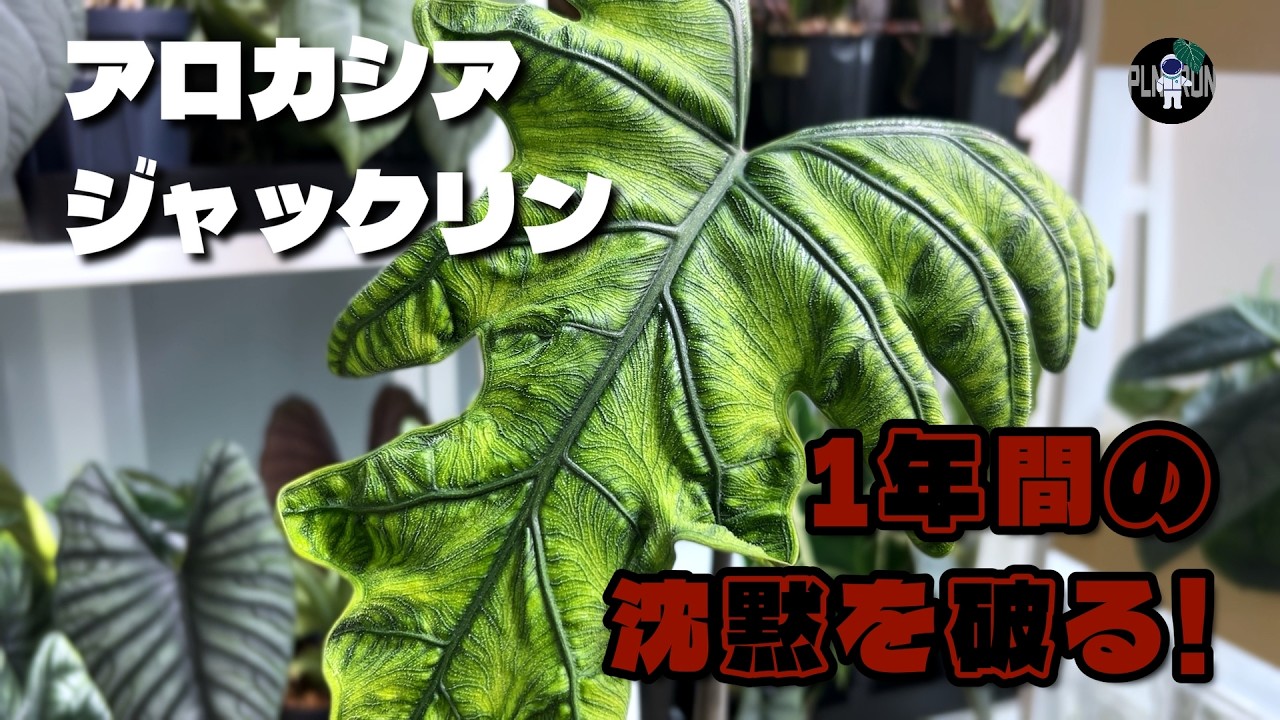 【アロカシア】ジャックリン、根腐れ？1年間動かないので抜いてみた。#005 ｜ 観葉植物｜植え替え｜Alocasia jacklyn