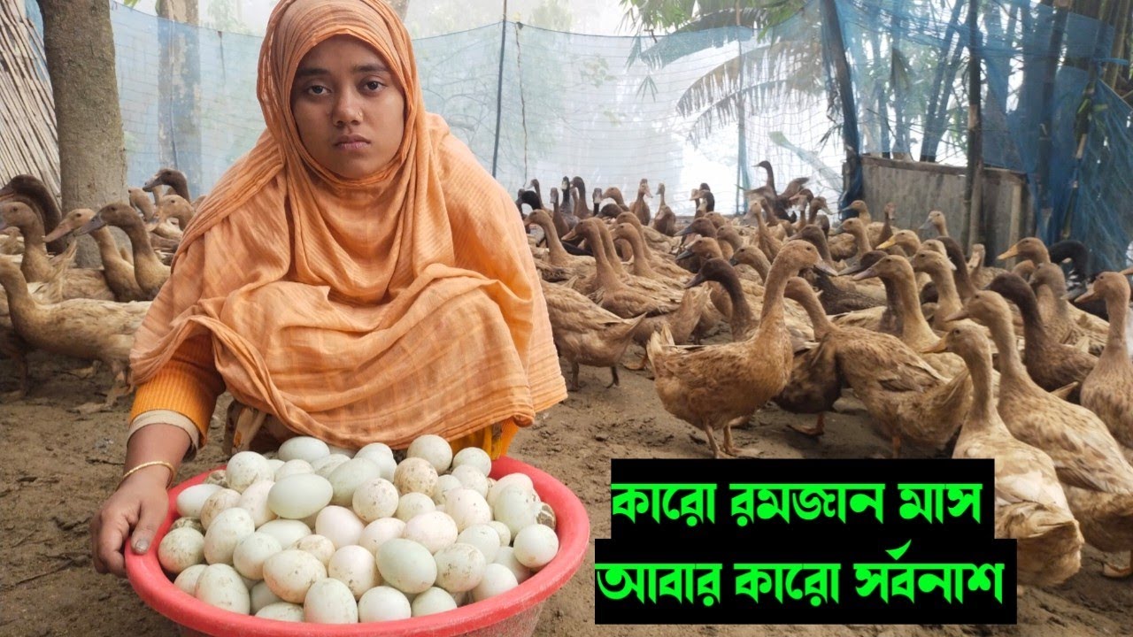 মনিকার ৩৫০ টি হাঁস পালন করে দিনে কত টাকা লস হচ্ছে।ভিডিওটি না দেখলে বিশ্বাস করতে পারবেন না। 