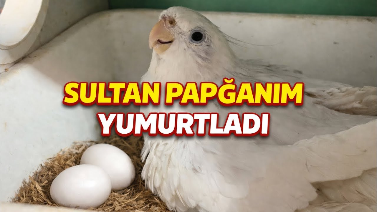 👉 Sultan Papağanı Yumurtladı | İlk Yumurtalar ve Yuva Heyecanı