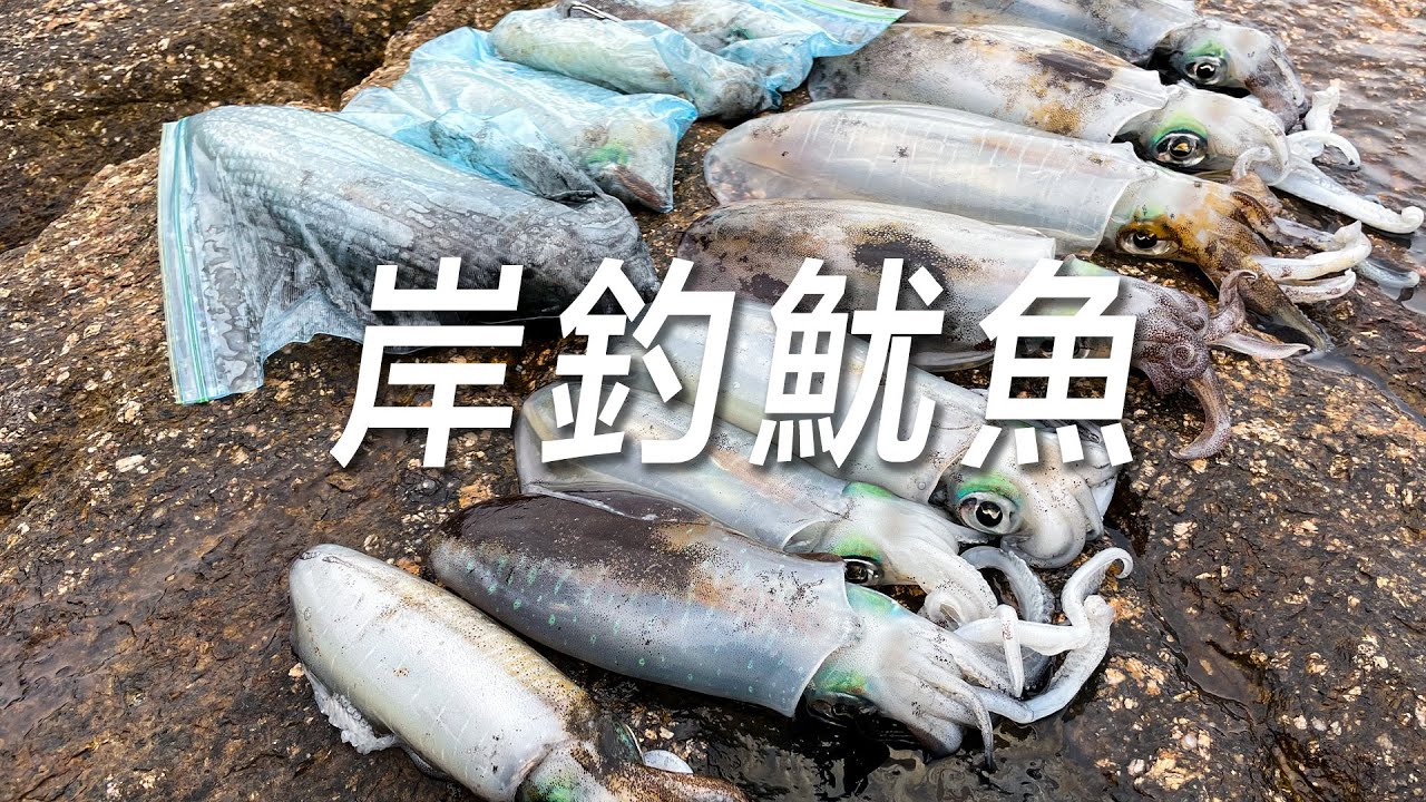 FIT魷｜岸釣魷魚就是這麼簡單，假餌扔出去抽兩下就中魚