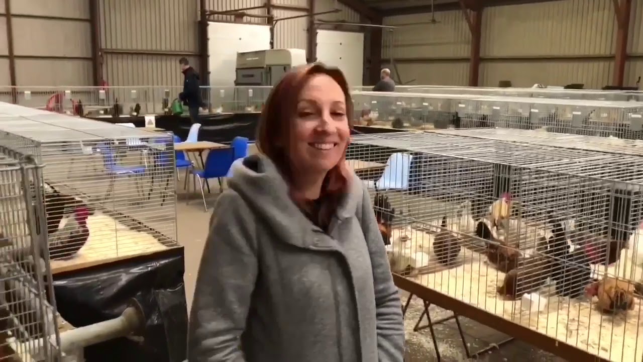 kontes ayam kate di Belanda  (2ND INTERNATIONAL CHABO YOUNG ANIMAL DAY 2020)