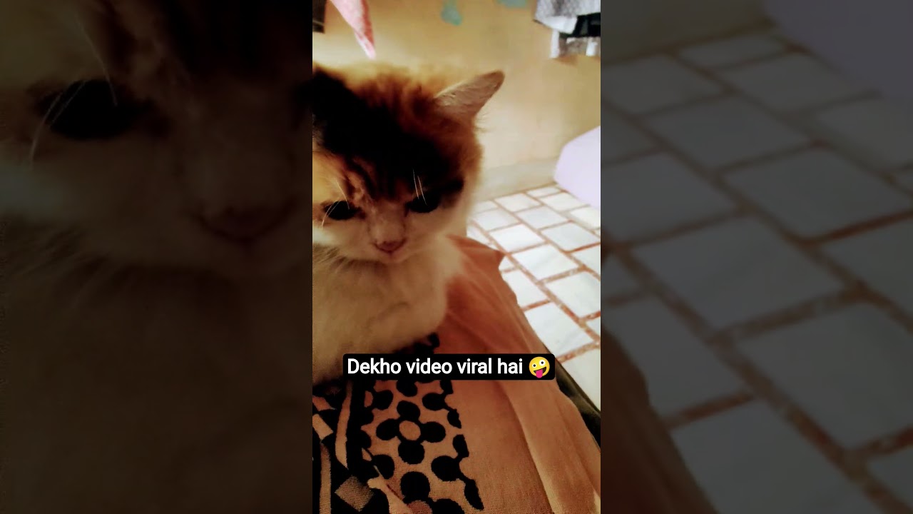 dekho video viral hai 🤪 #cats #cat #trend #shorts #catcute #catvideos #catshorts #catworld