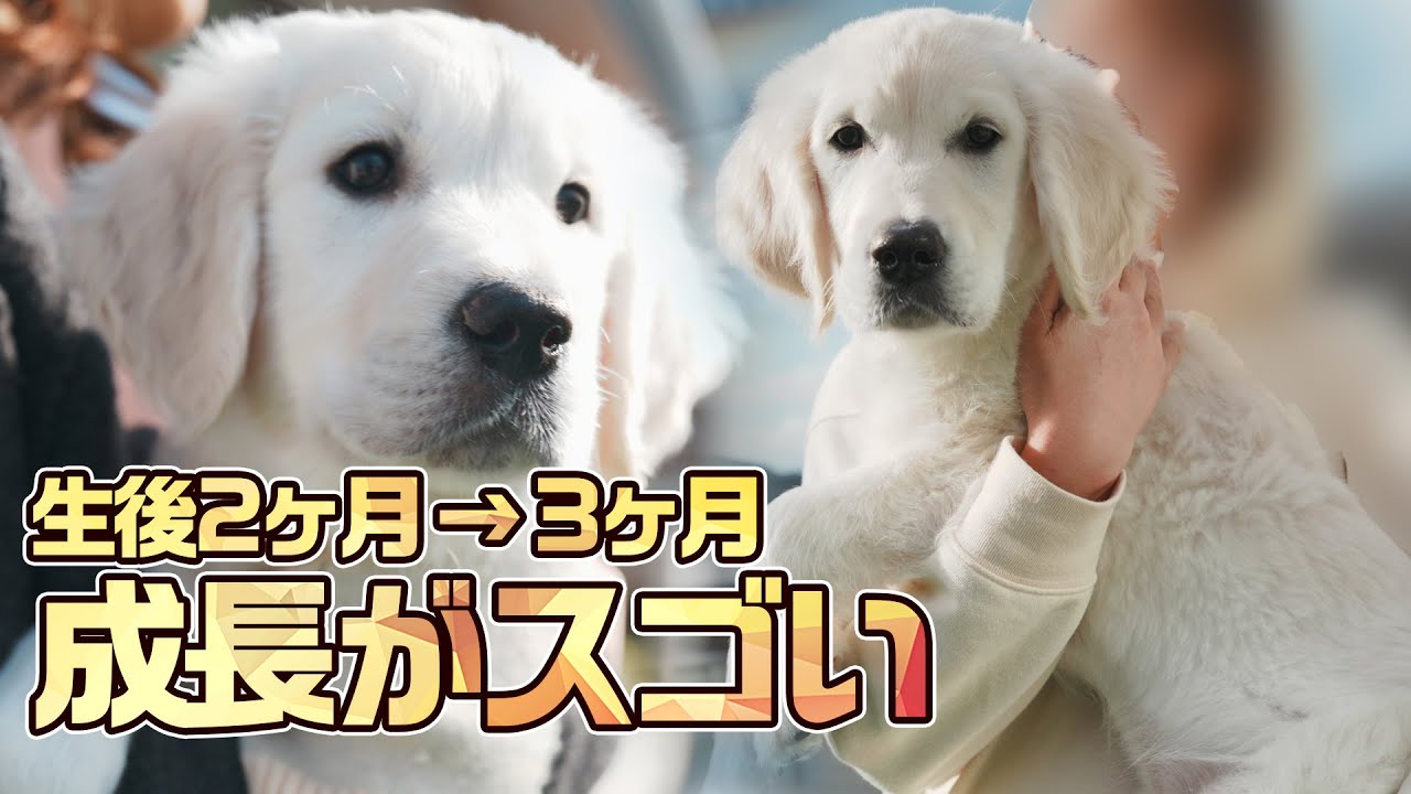【衝撃】ゴールデンレトリバーの子犬の成長スピードがすごい！