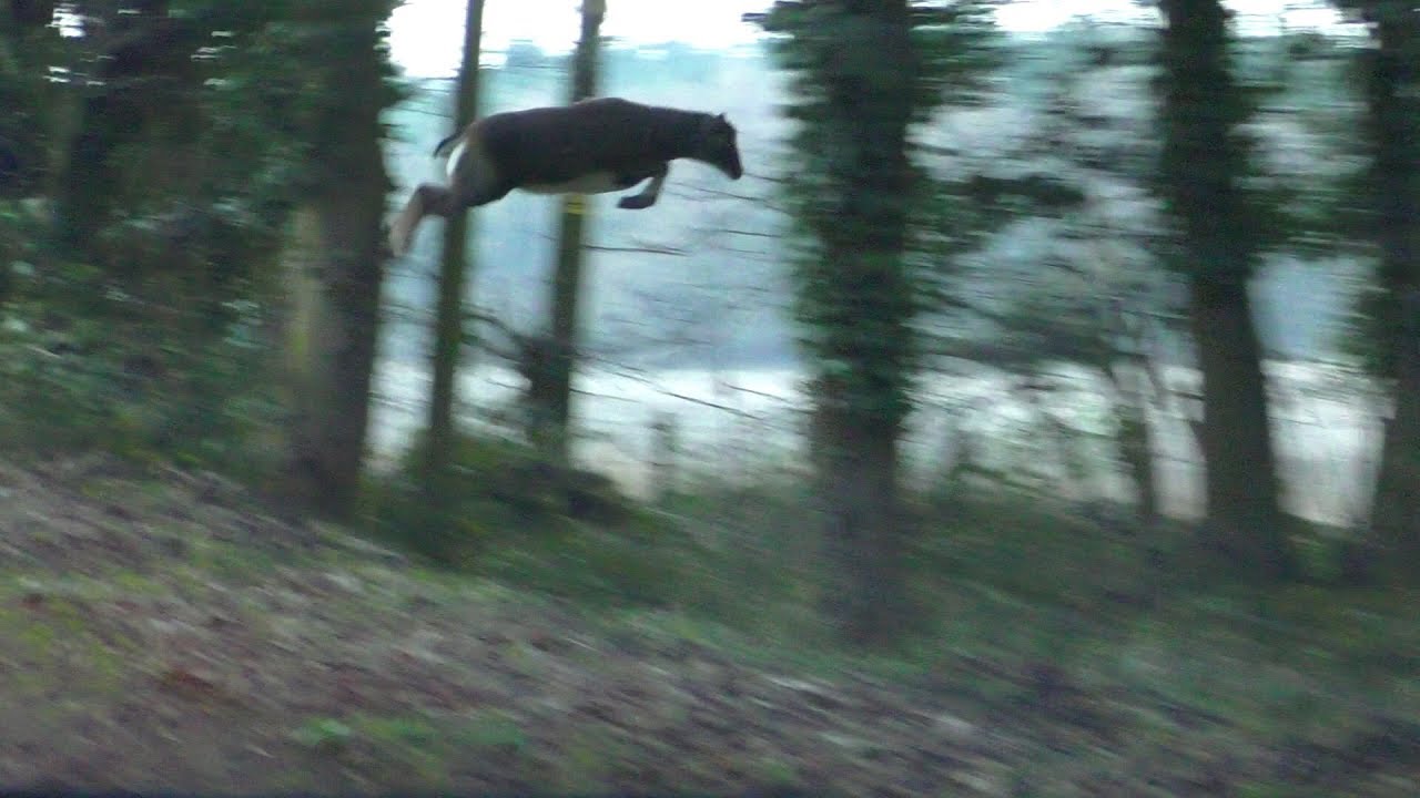 Feral Sheep's High Jump