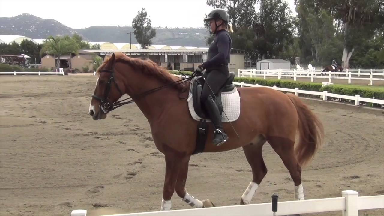 Amber and Legolas: Collected Canter 1