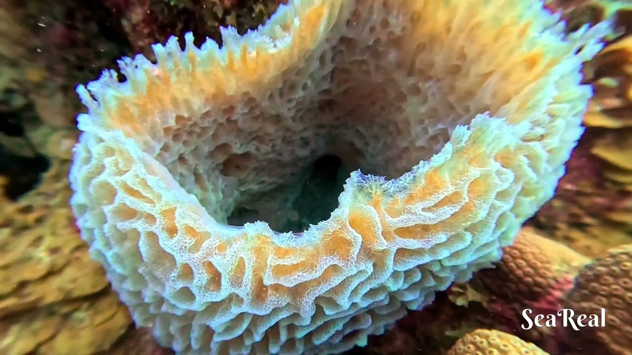 Dive Site: Jeff Davis Memorial, Bonaire