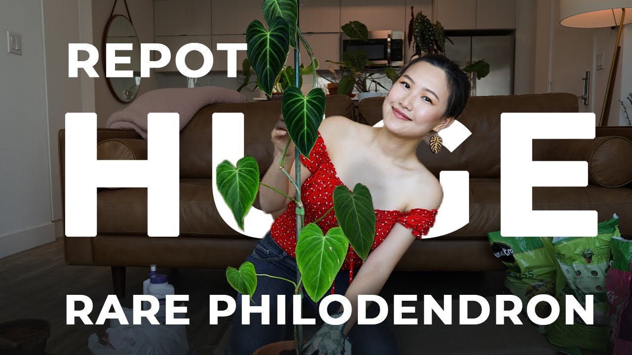 Repot With Me: Huge Rare Philodendron Verrucosum X Melanochrysum Plant