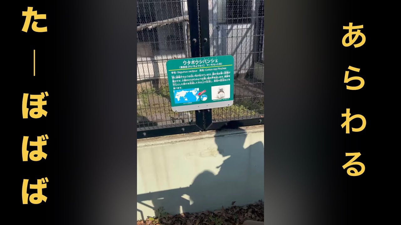 (子供編集)夢見ヶ崎動物公園に行ったよ！