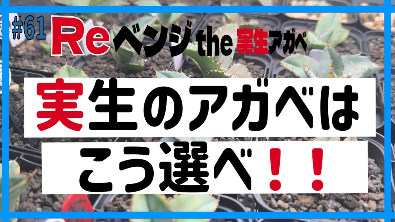 #61【アガベ実生】実生選抜はここを見ろ！リベンジアガベ実生！