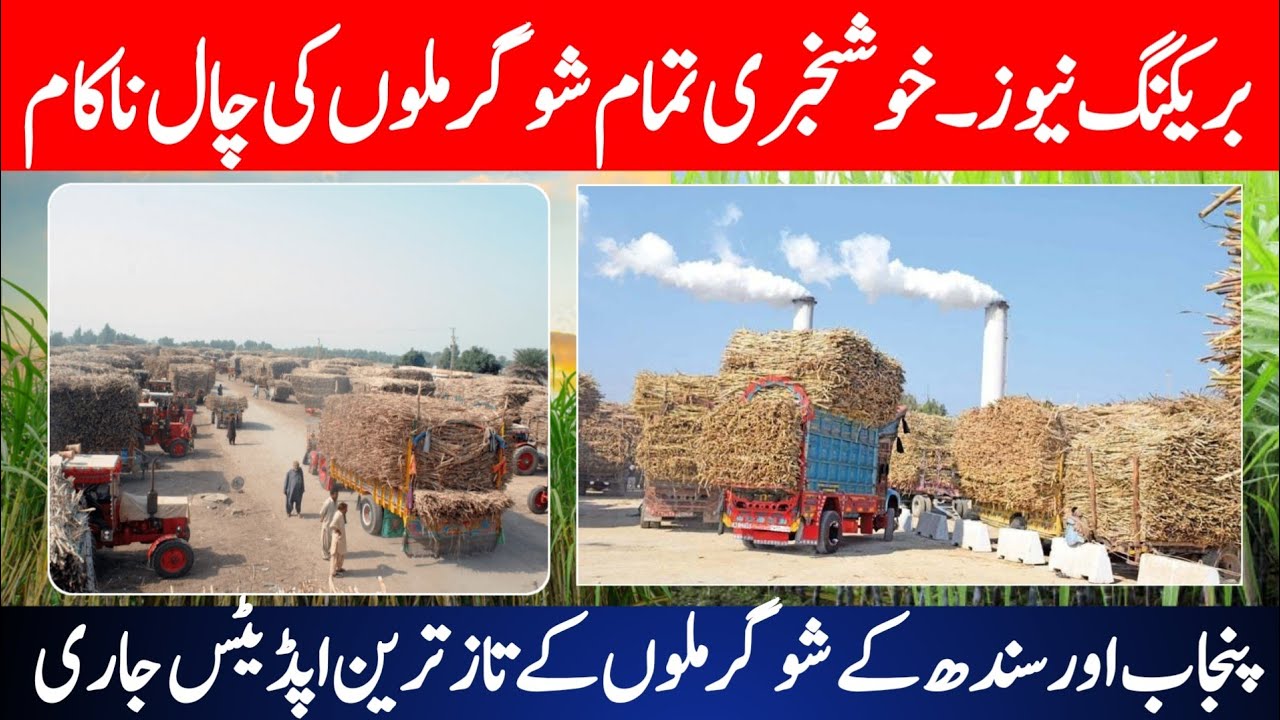 Sugarcane Rates Restored | Big Relief for Farmers | Latest Sugar Mills Updates