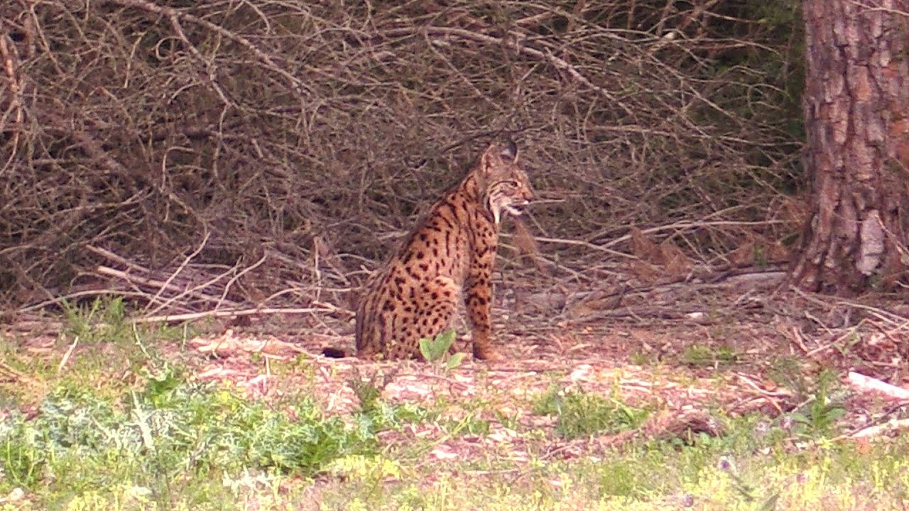 Iberischer Luchs mit 2 Jungtieren | Doñana | Lynx pardinus | SENSATION |  footage April 2018