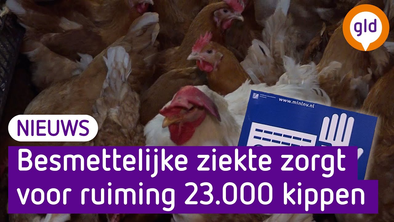 Opnieuw VOGELGRIEP in Putten na ongeveer een jaar