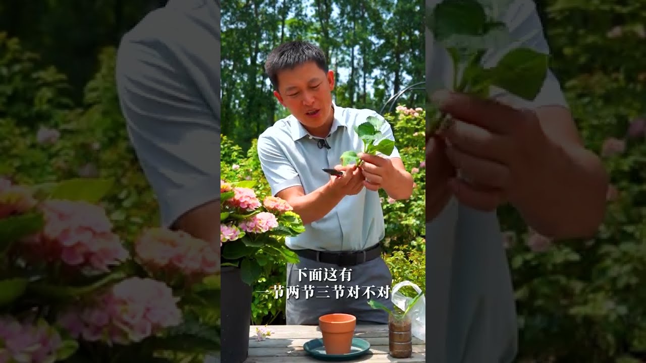 超容易的绣球扦插，看完就会！【天狼说月季】