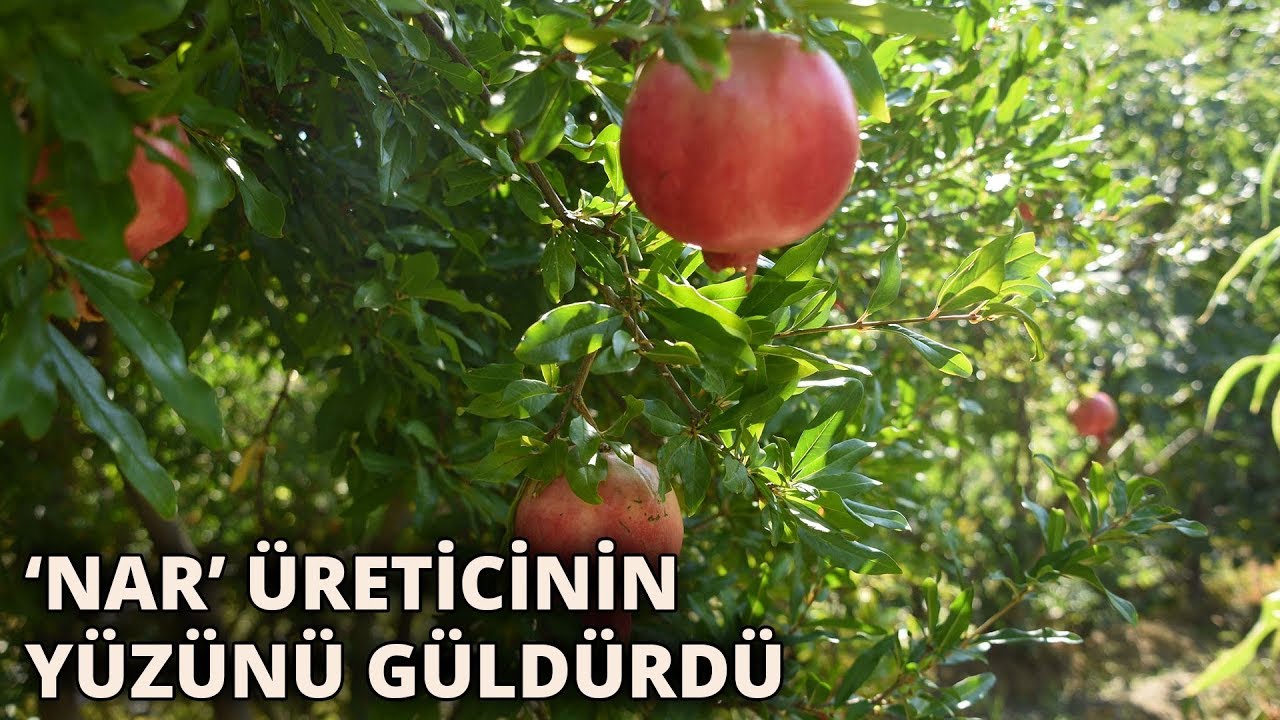 Bitlis’te ‘nar’ üreticisinin yüzünü güldürdü