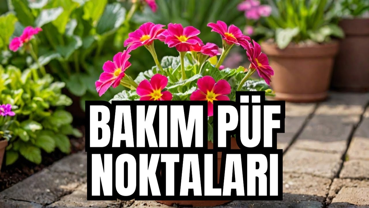11 Ay Çiçeği Bakımında ŞAŞIRTAN Püf Noktaları!