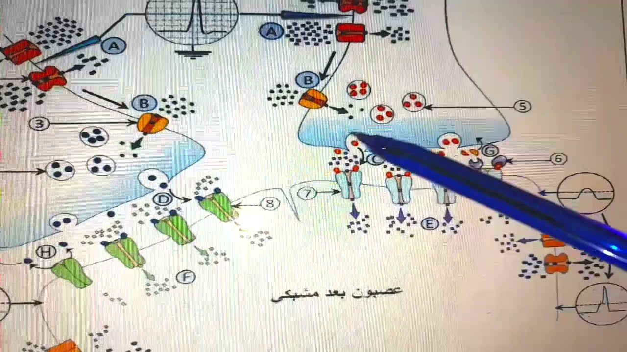 حل تمرين 23 استرجاع دور البروتينات في الاتصال العصبي ثالثة علوم تجريبية#bac_2024 #