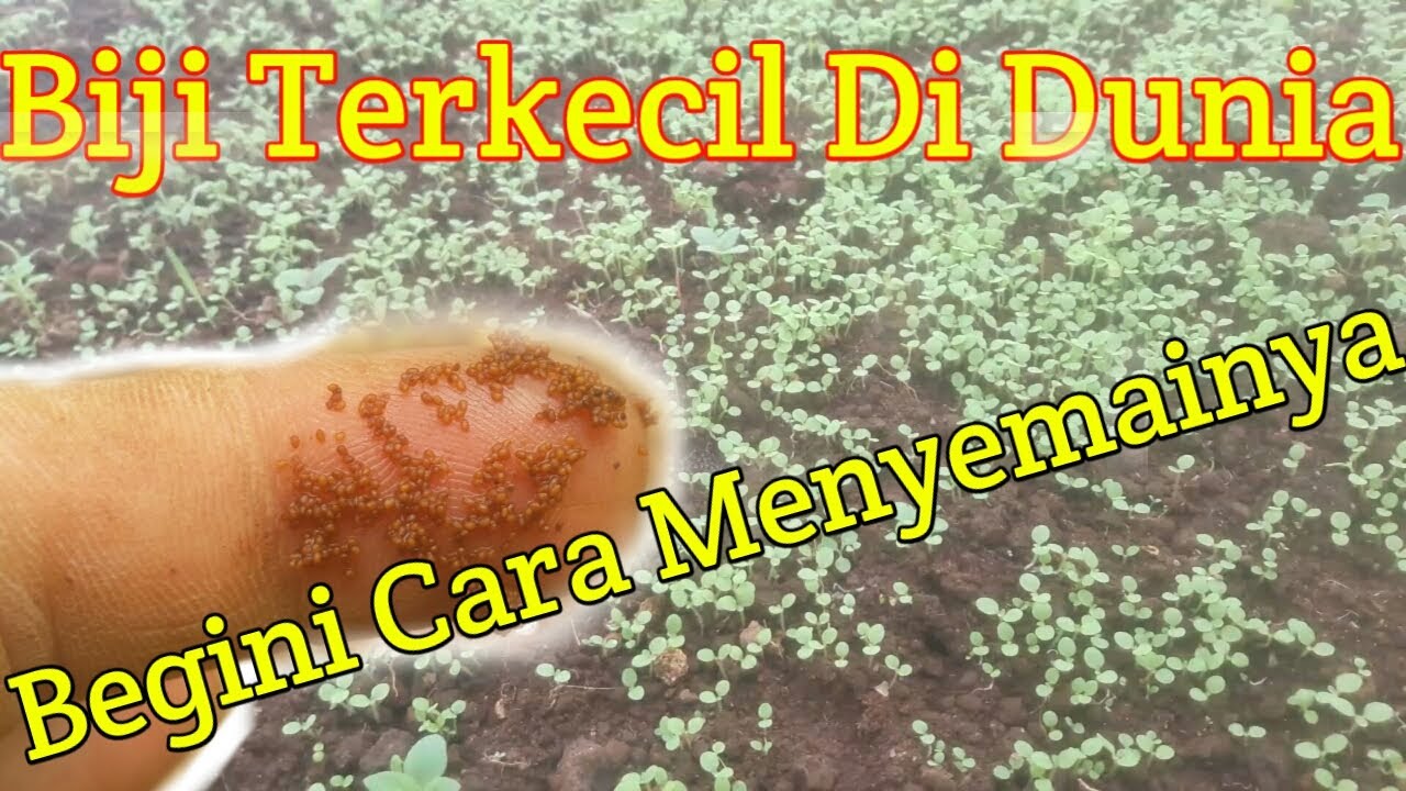 Pertanian - Cara Semai Benih/Biji Tembakau || Dairi Farmer