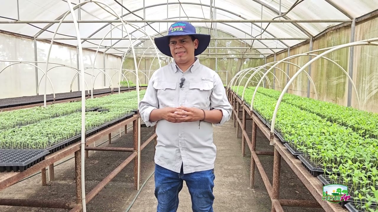 Producci&oacute;n de pl&aacute;ntulas de hortalizas #CulturAgroTV #INTA