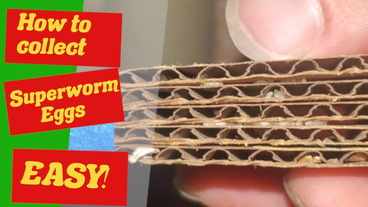 How To Collect SuperWorm Eggs and Hatch Them - Morio Worm Eggs - Super Worm Beetle Laying Eggs
