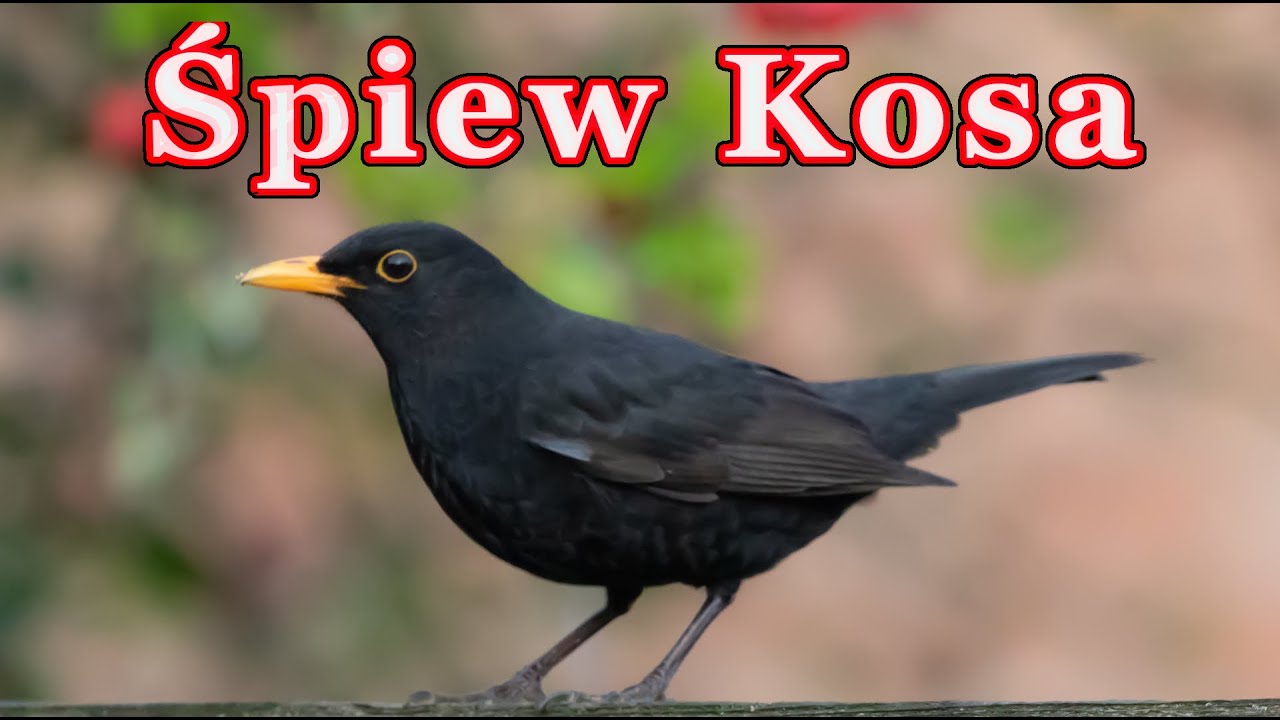 Śpiew kosa - wieczorny koncert Kosa