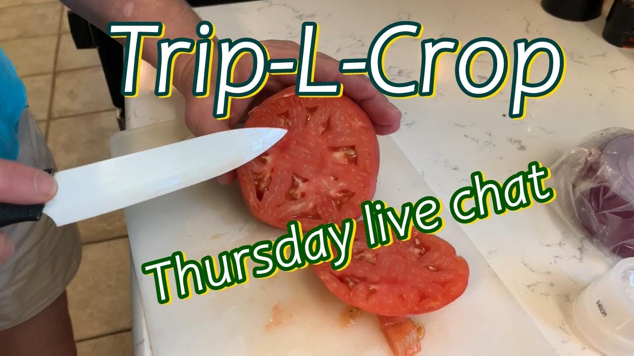 Growing and Using the Trip L Crop Tomato or Italian Tomato Tree