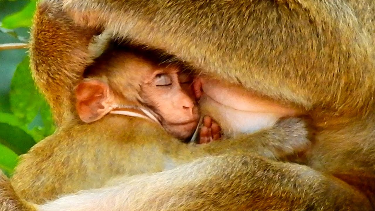 Big Saddest.. Brindy Monkey Not Able Drinking Milk Wait Until Heart Breakin-g.