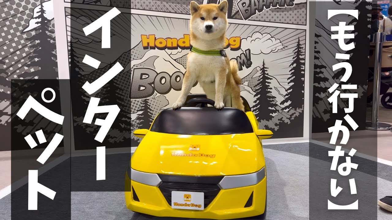 愛犬に喜んでもらいたくてインターペットに参加、ガチ感想！