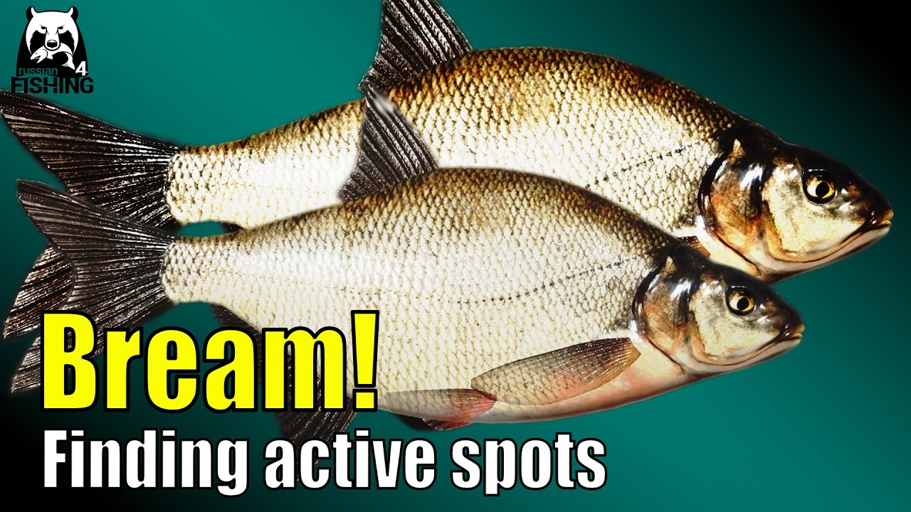 Russian Fishing 4 – Old Burg – How to Find Active Bream Spots | Setup & Groundbait - Old Burg Bream