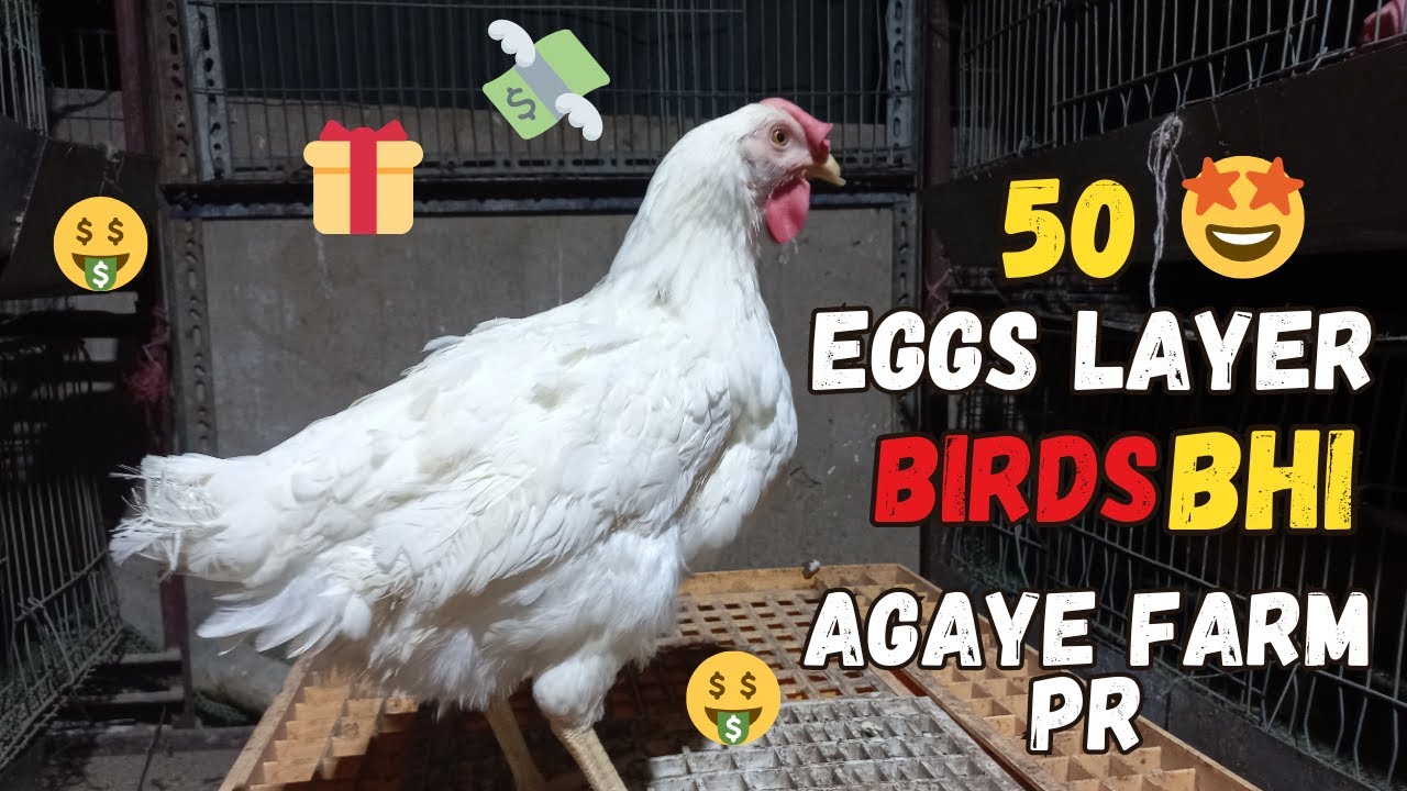 50 Eggs layer Birds agaye farm Pr 😱❤️🐥| Big Surprzied 🎁| Eggs ke Barish hogye ab to😂