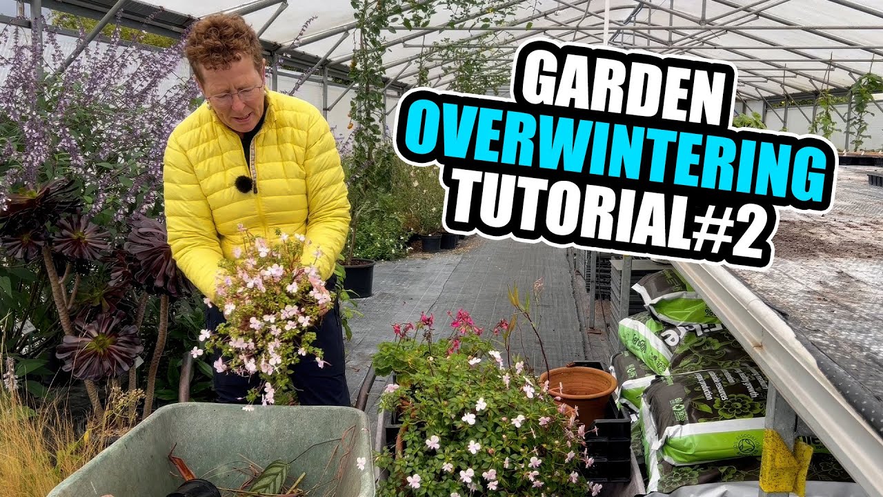 Overwintering My Potted Perennials Such as Gaura, Impatiens & Pelargoniums