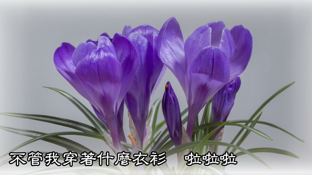 我愛讚頌-誓言