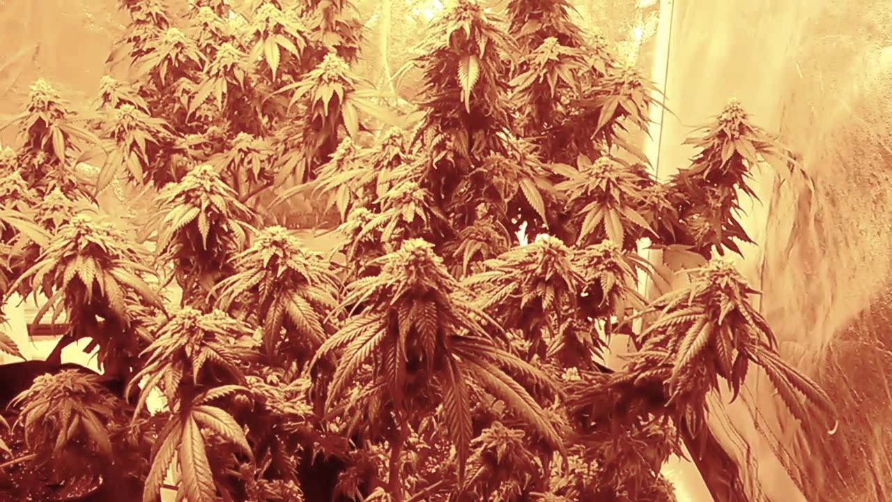 Flower Day 39 complete Jack Flash #5