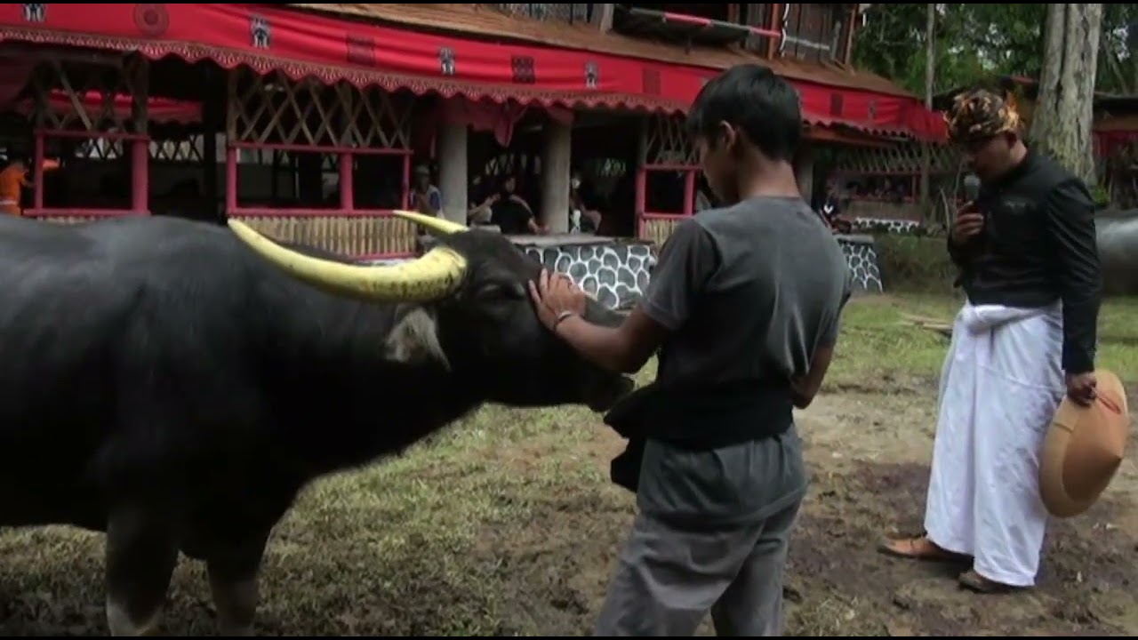 Massinggi Tedong