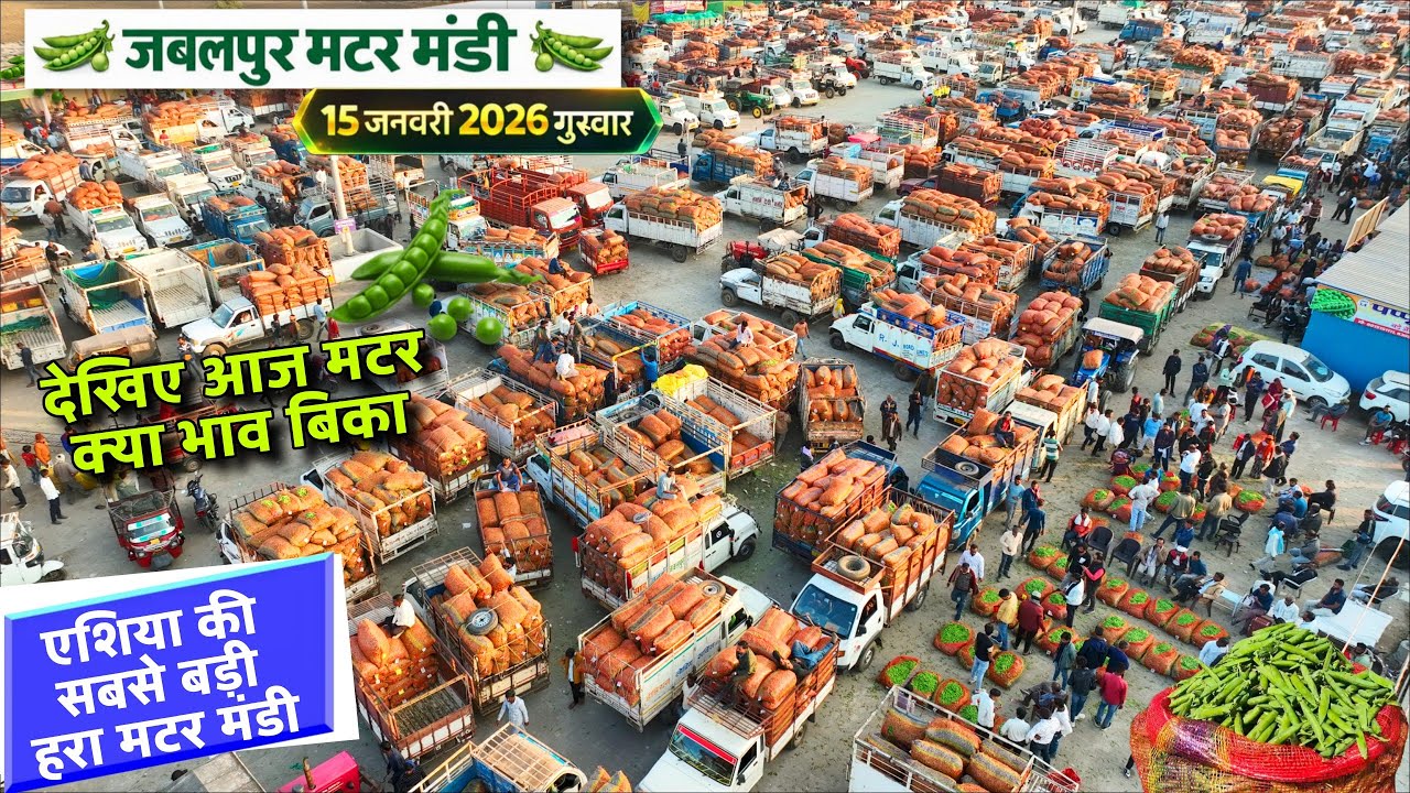 🫛Madhya Pradesh Jabalpur Matar Mandi Bhav Today | 15 जनवरी 2026 गुरुवार | मटर मंडी में जबरदस्त उछाल🚀