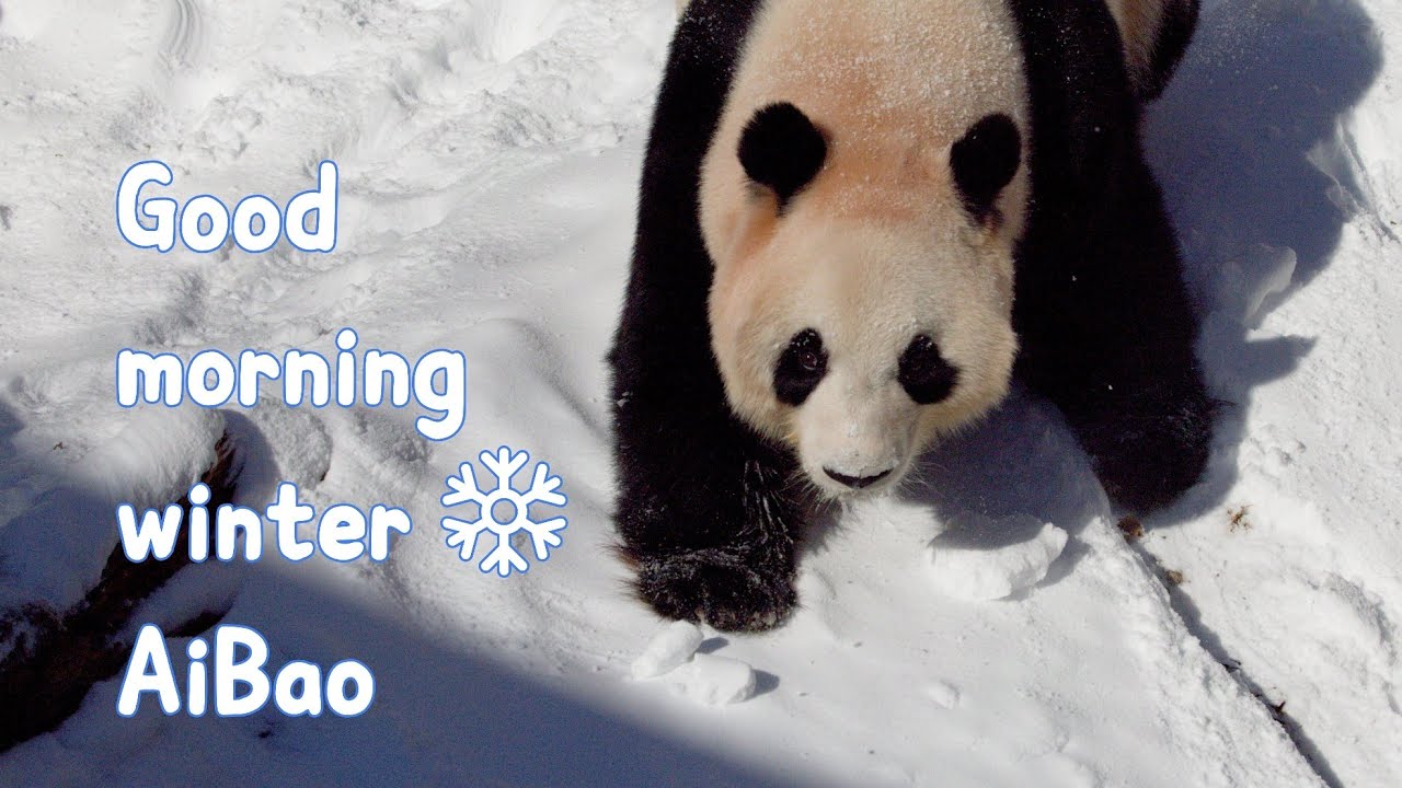 8K 60p  굿모닝 윈터 아이바오 | Good morning, winter, AiBao