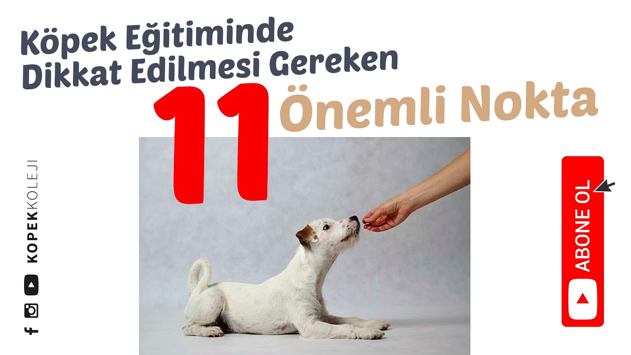 Köpek Eğitiminde Dikkat Edilmesi Gereken 11 Önemli Nokta