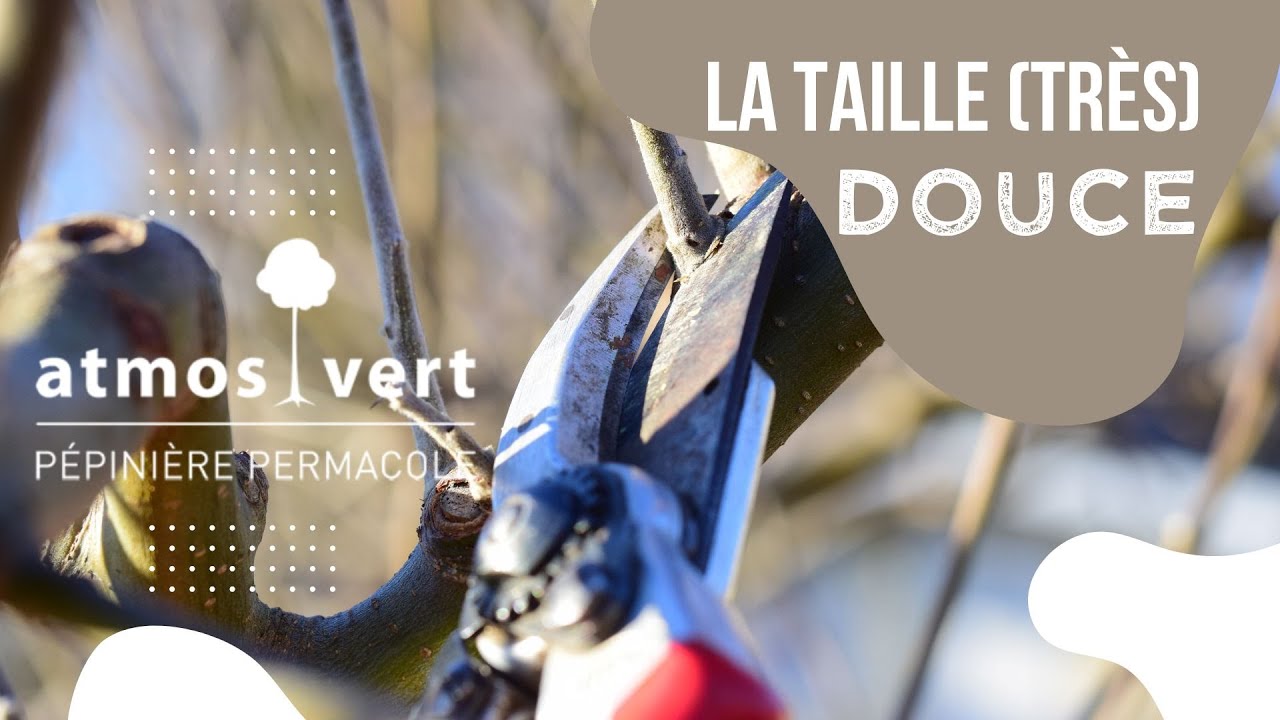 Comment faire la taille (très) douce des fruitiers ?