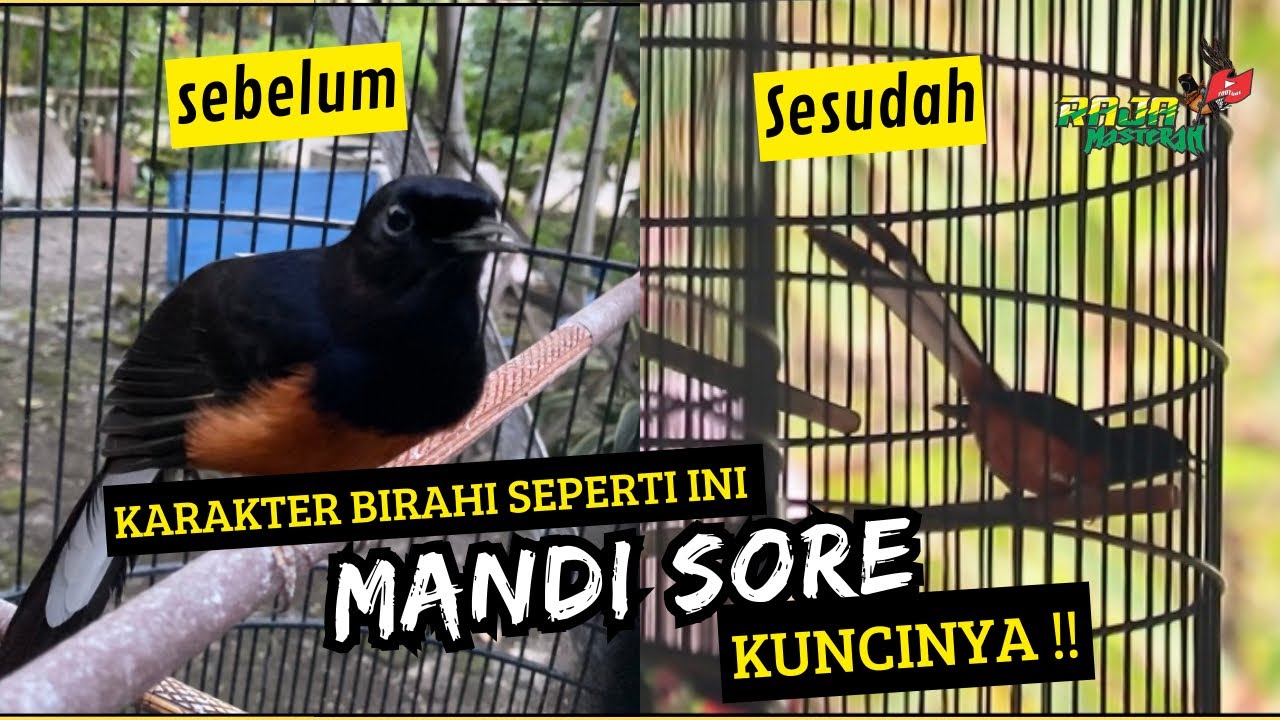 MURAI BATU YANG LEBIH COCOK MANDI SORE