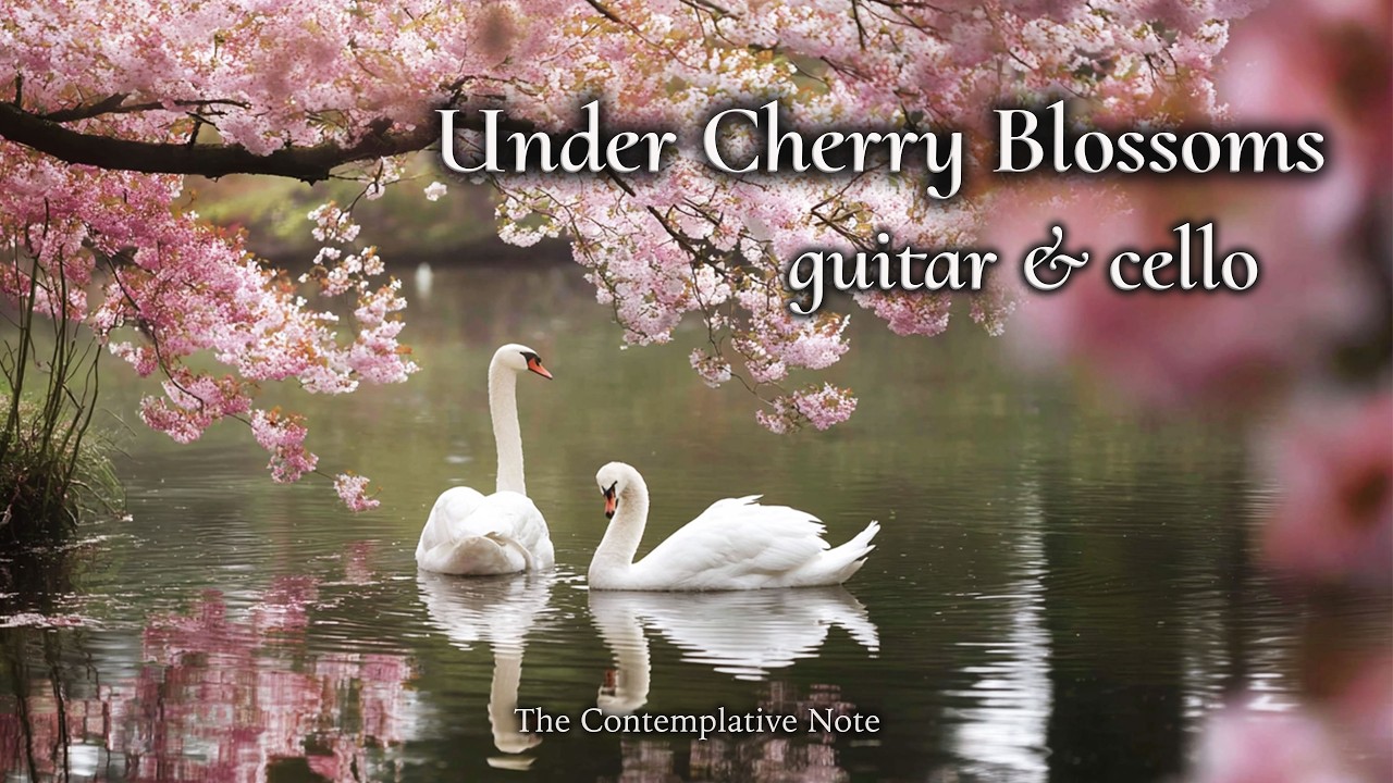 Swan on Cherry Blossom Lake 🦢🌸 Gentle Guitar & Cello for Relaxation & Inner Calm