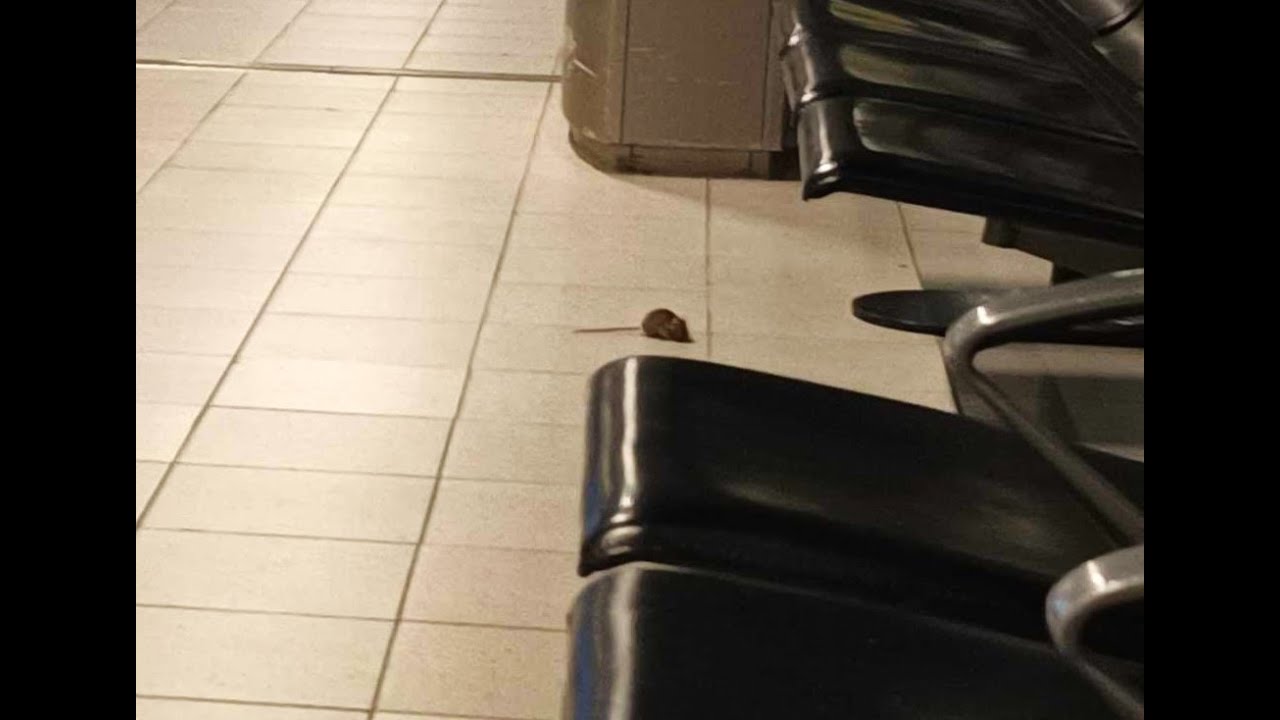 Mouse spotting at Schiphol Airport