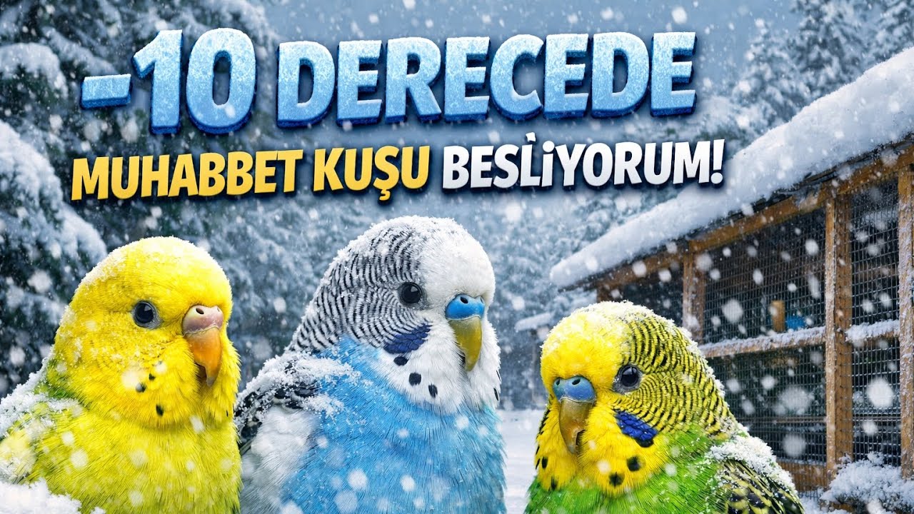 -10°C’de Bahçede Muhabbet Kuşu besliyorum! Yuvalar yavru yumurta dolu ! 