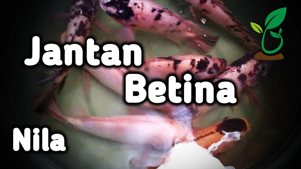 Cara Saya Membedakan Nila Jantan dan Betina untuk Indukan