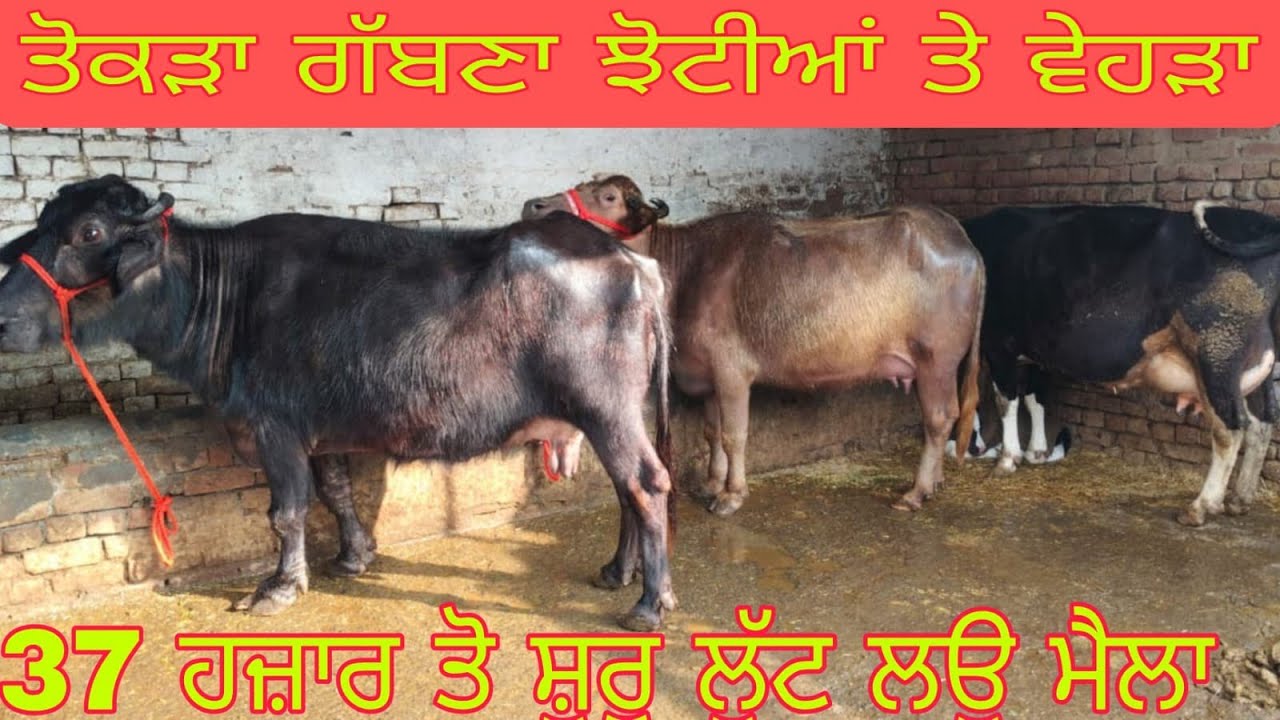 ਫ਼ੋਨ 98881-06784 ਬੂਰੀ ਮੋਰਾਹ ਨਸਲ ਦੀਆਂ ਤੋਕੜ ਗੱਬਨ ਝੋਟੀਆਂ ਤੇ ਵੈਹੜ੍ਹਾਂ 10 ਨਗ ਵਿਕਾਊ ਬਿਲਕੁੱਲ ਮੁਫਤ 